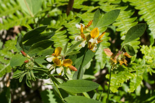 Image de Hosackia oblongifolia Benth.