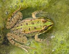 Image de Petite grenouille verte