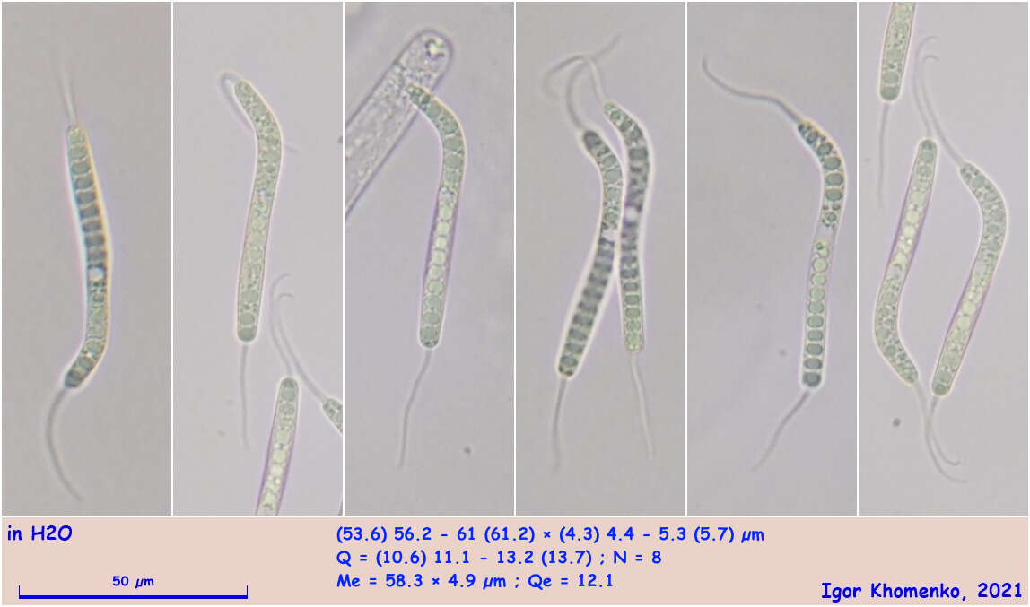 Imagem de Cercophora scortea (Cain) N. Lundq. 1972