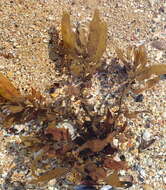 Image of Sargassum incisifolium