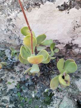 Image of Crassula atropurpurea var. anomala (Schönl. & Bak. fil.) Tölken