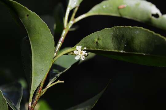 Image of Monteverdia chiapensis (Lundell) Biral