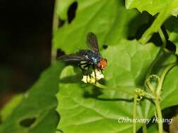 Слика од Silbomyia cyanea (Matsumura 1916)