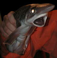 Image of Blackmouth Catshark