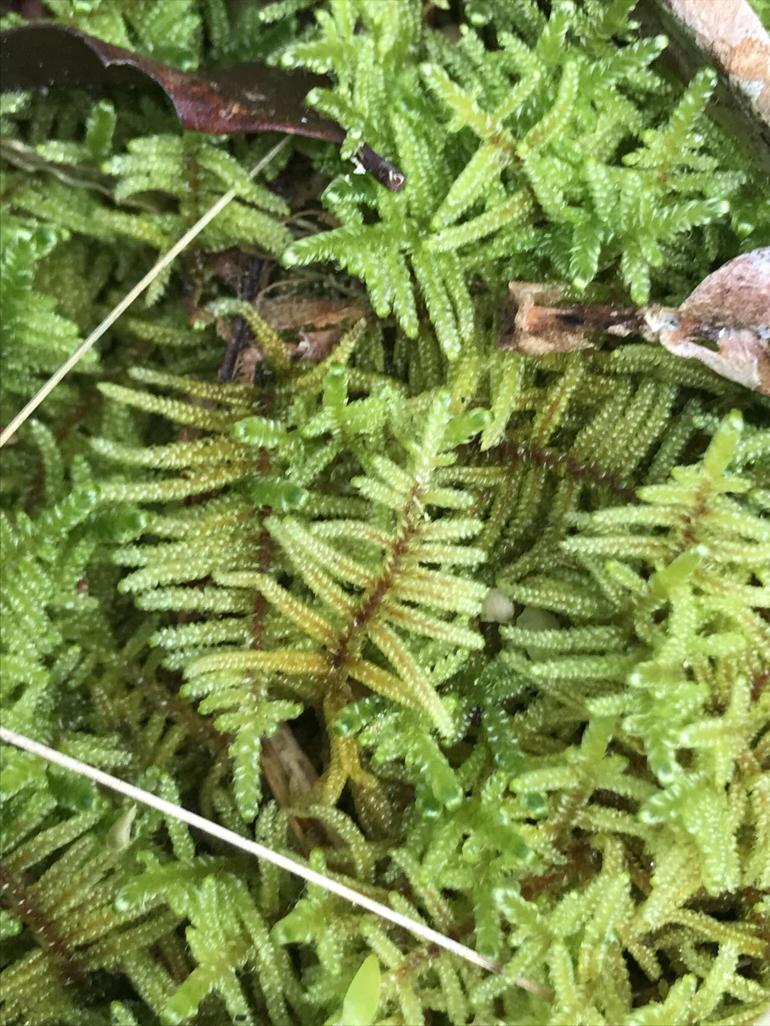 Image of Cypress-leaved plaitmoss