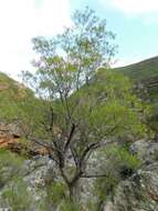 Image de Olea europaea subsp. cuspidata (Wall. & G. Don) Cif.