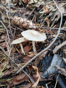 Clitocybe salmonilamella H. E. Bigelow 1976 resmi