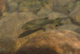 Image of Buffalo Bream