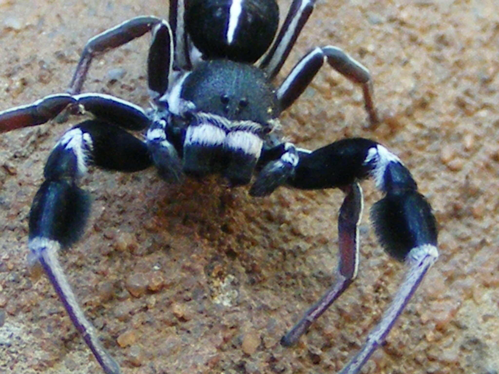 Image of Stegodyphus africanus (Blackwall 1866)