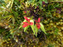 Image of Castilleja nubigena Kunth