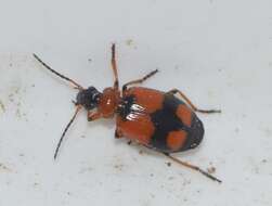 Image of Lebia (Lebia) cruxminor (Linnaeus 1758)