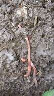 Image of Red wiggler, manure worm, soilution worm, brandling worm, english redworm