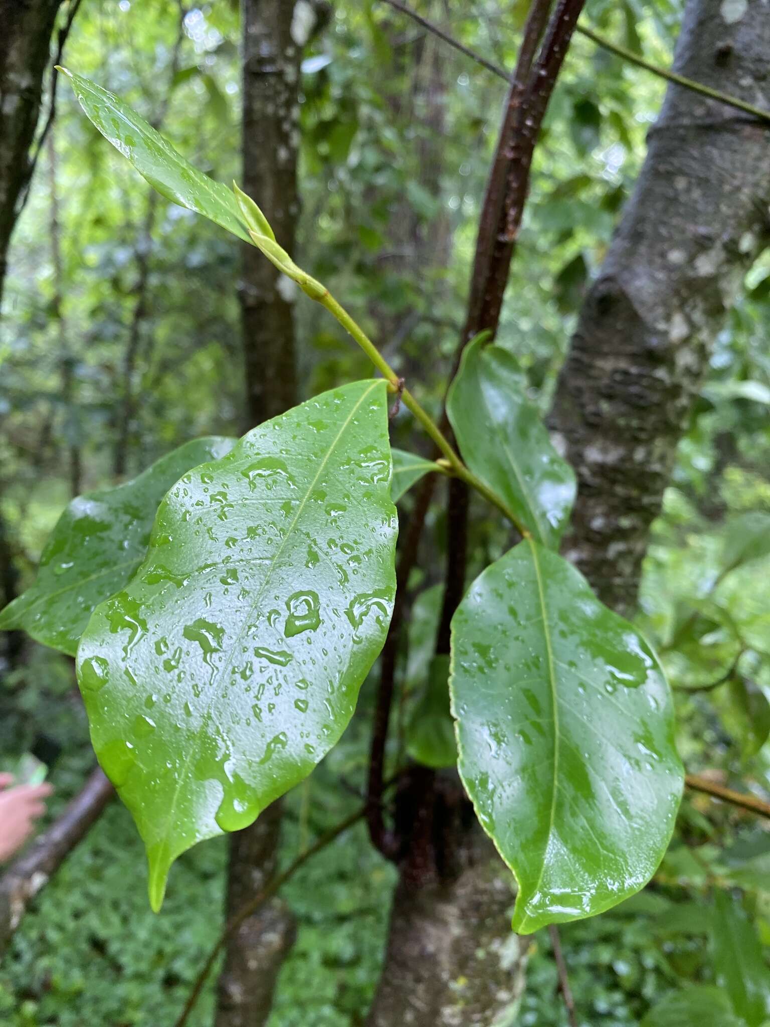 含笑花的圖片