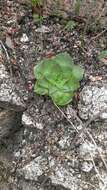 Image of Rosularia glabra (Regel & C. Winkl.) Berger