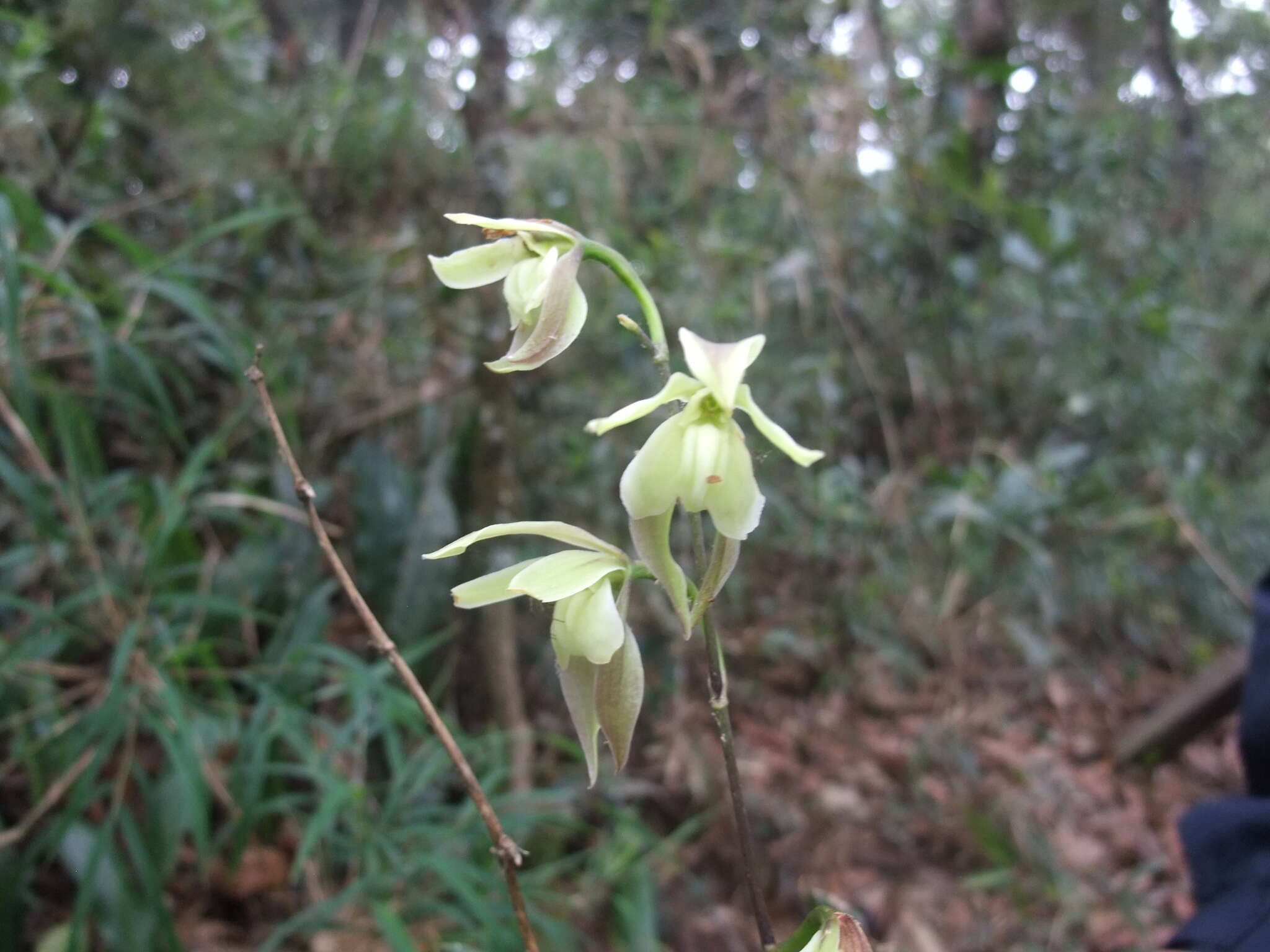 Image of Oliveriana egregia Rchb. fil.