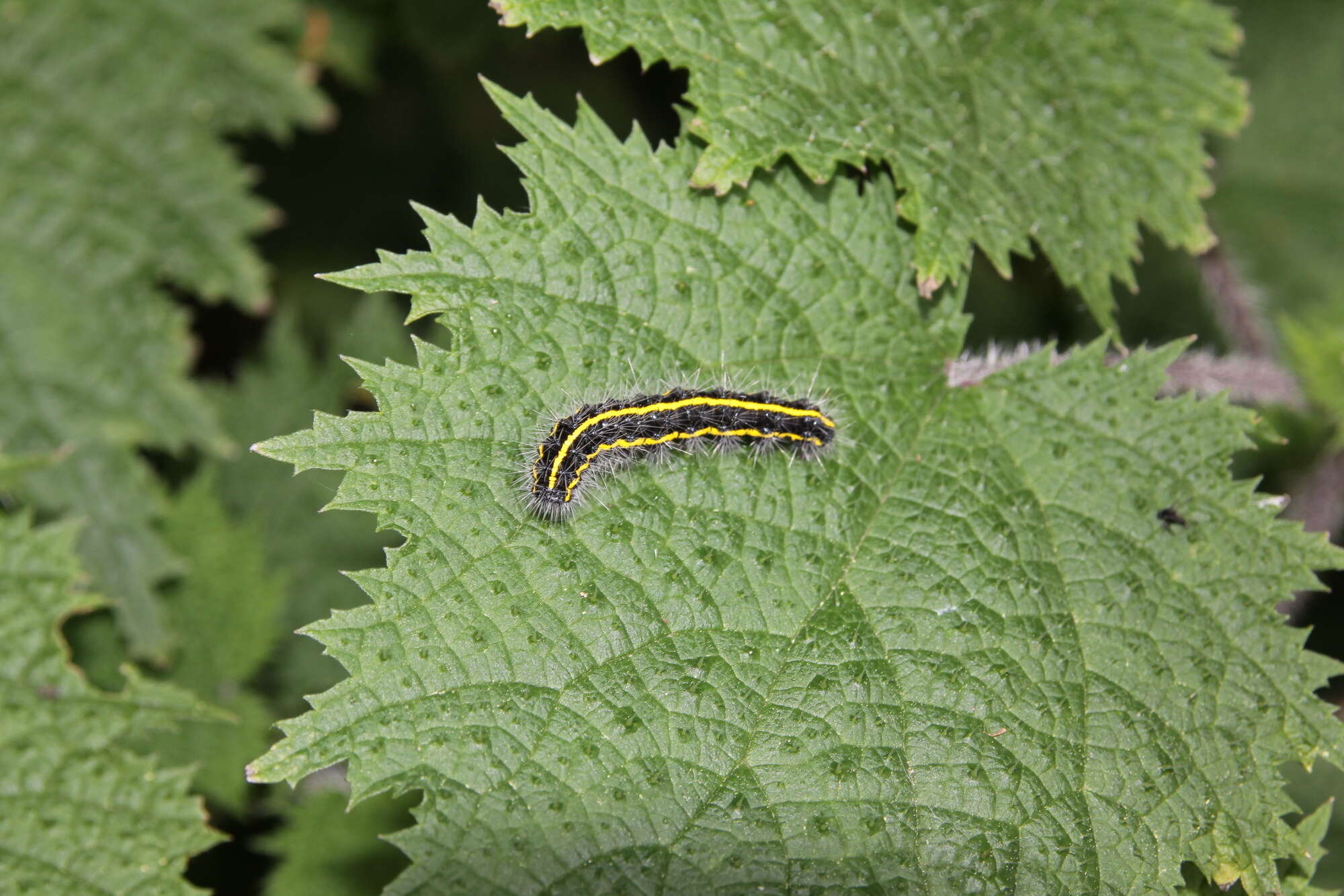 Sivun Taicallimorpha albipuncta (Wileman 1910) kuva