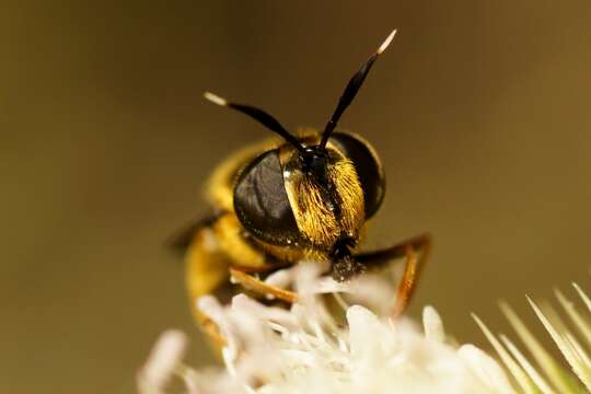 صورة Callicera aurata (Rossi 1790)