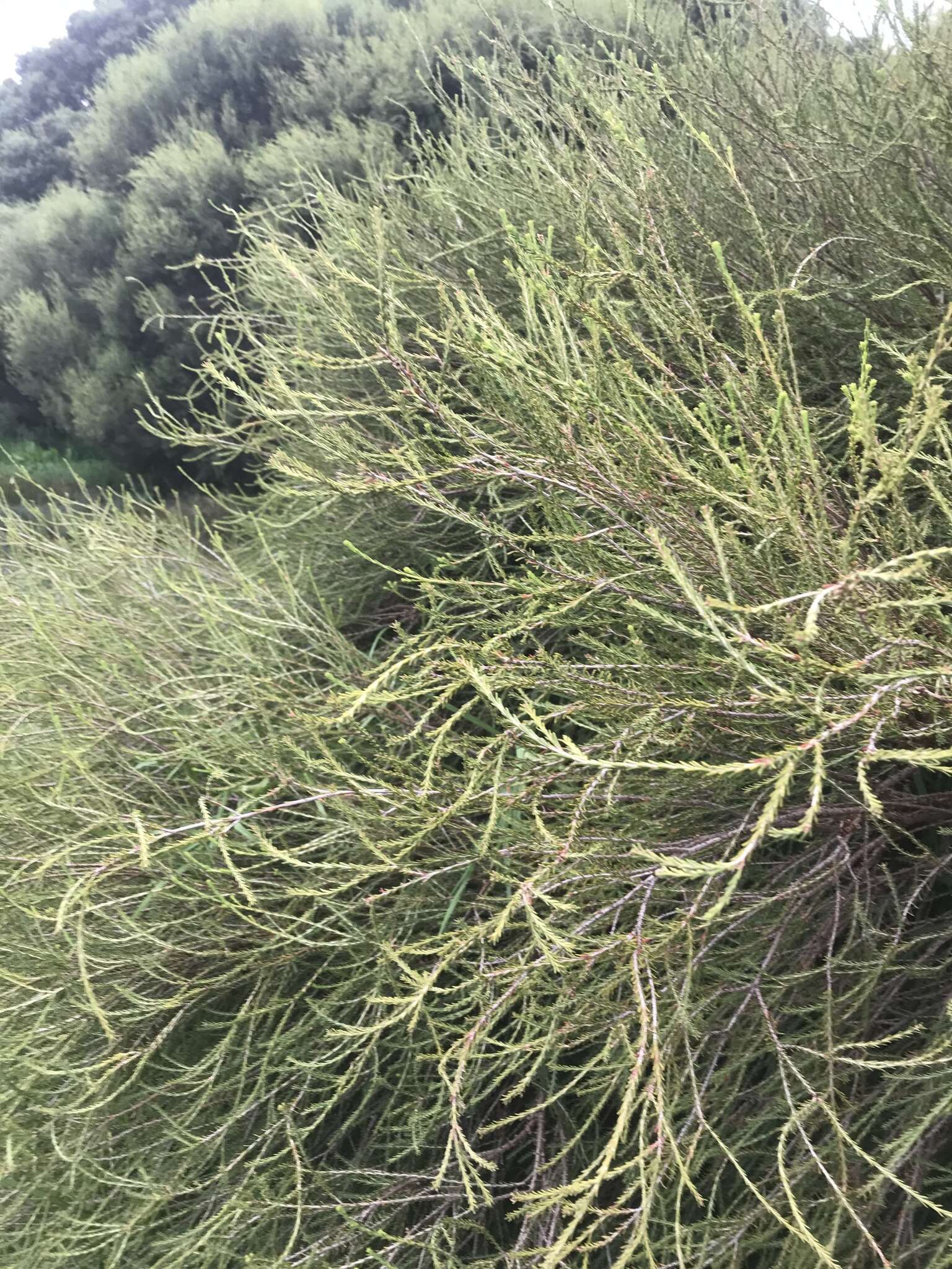 Imagem de Melaleuca brevifolia Turcz.