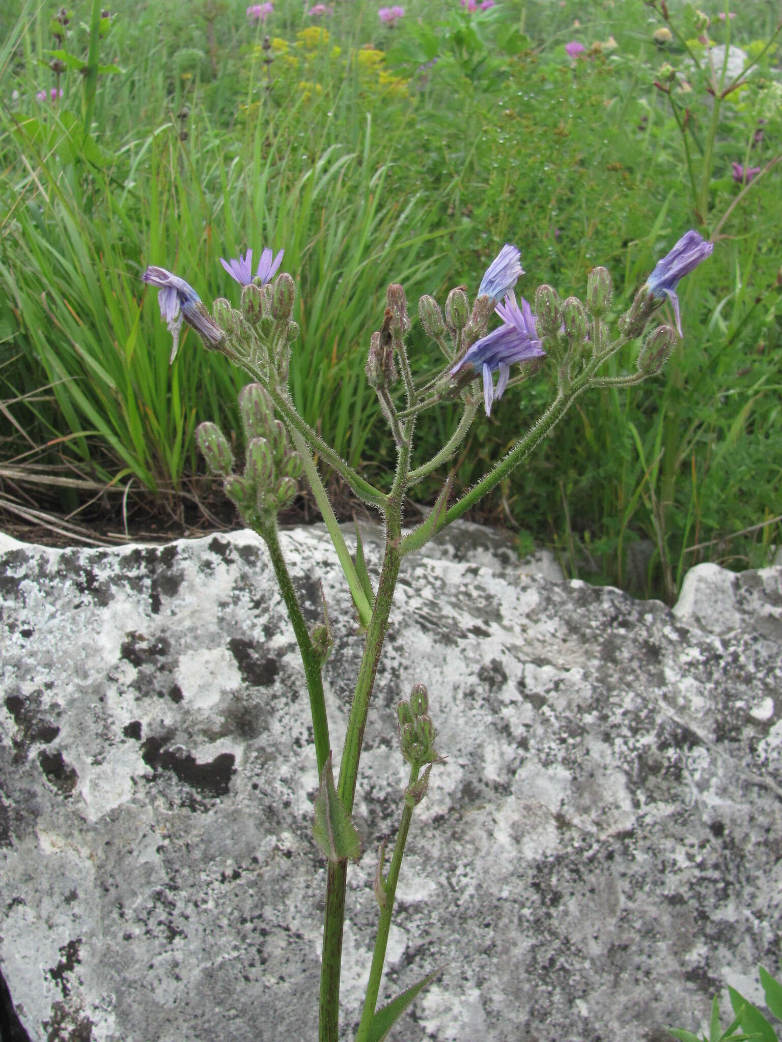 Image of Cicerbita racemosa (Willd.) Beauv.