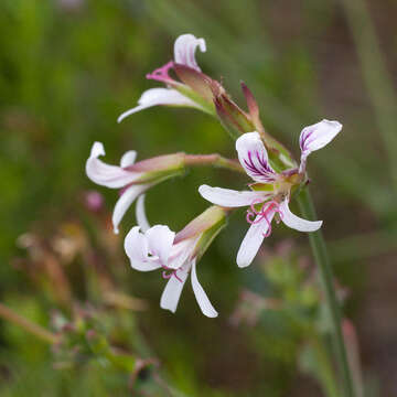 Image of Pelargonium tabulare (Burm. fil.) L'Her.