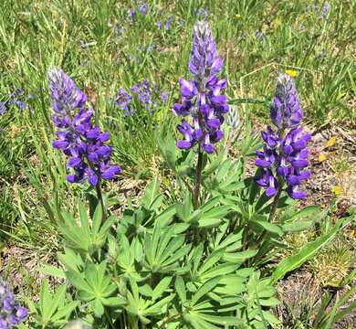 Image of subalpine lupine