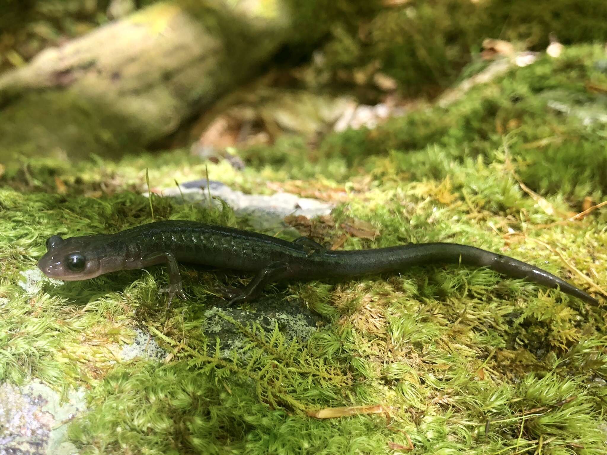 Image de Plethodon montanus Highton & Peabody 2000