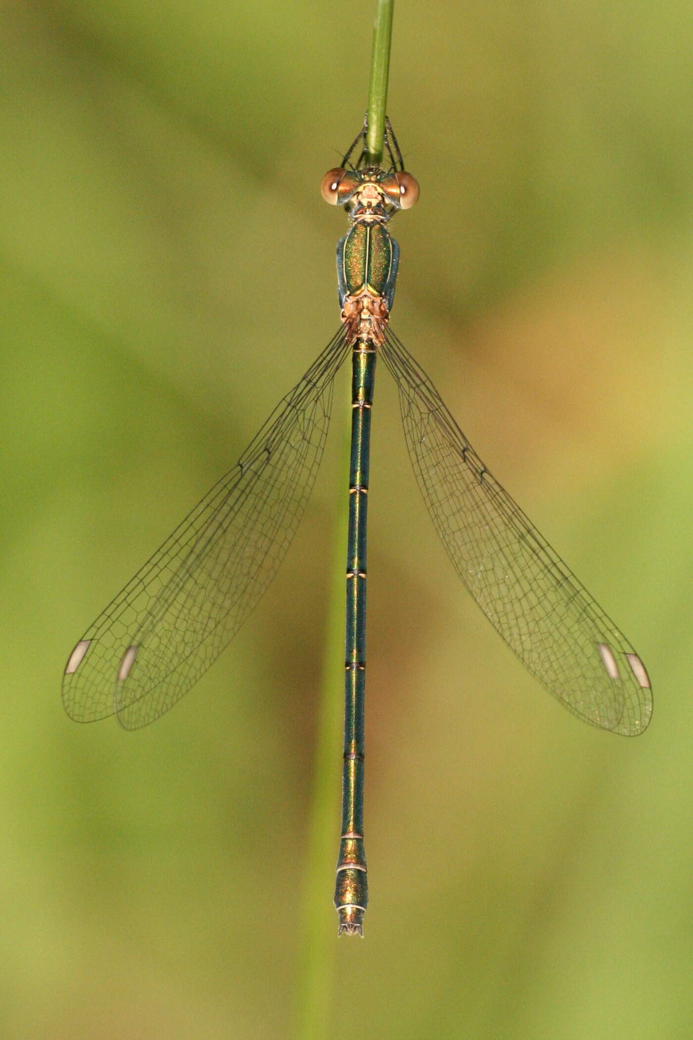 Image of Chalcolestes Kennedy 1920