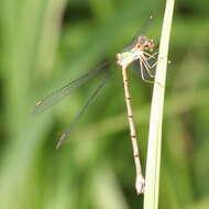 Image of Chalcolestes Kennedy 1920