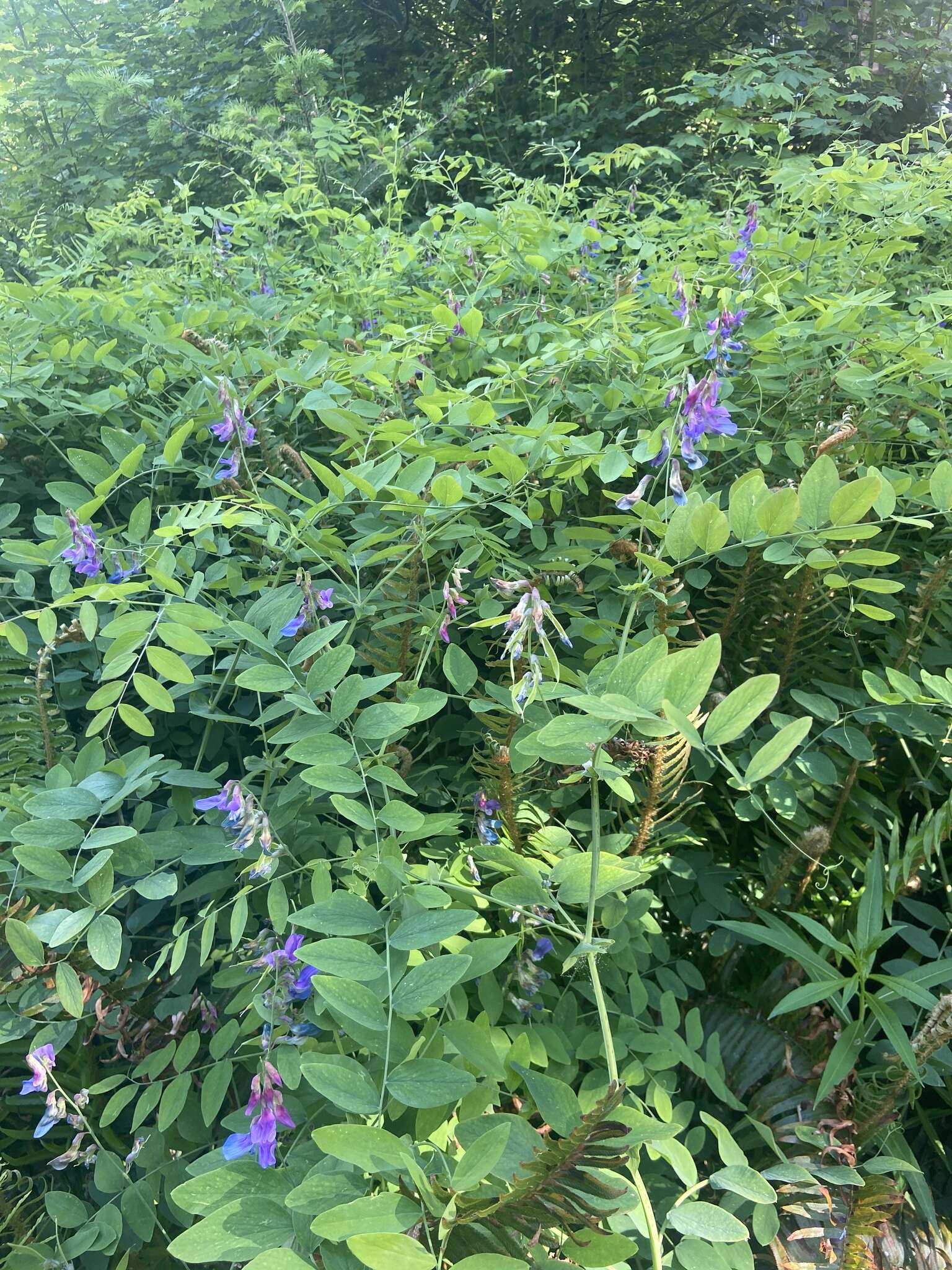 Imagem de Lathyrus polyphyllus Torr. & A. Gray