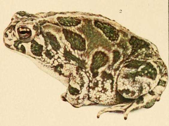 Image of Great Plains Toad