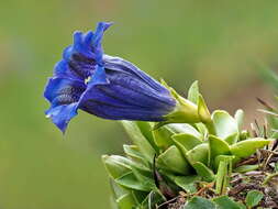 Image of Gentiana alpina Vill.