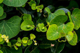 Image of Kidney-leaf