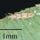 صورة Scolothrips sexmaculatus (Pergande 1891)