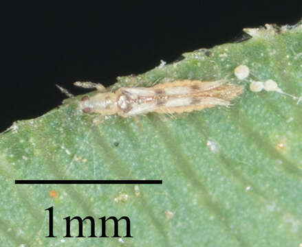 صورة Scolothrips sexmaculatus (Pergande 1891)