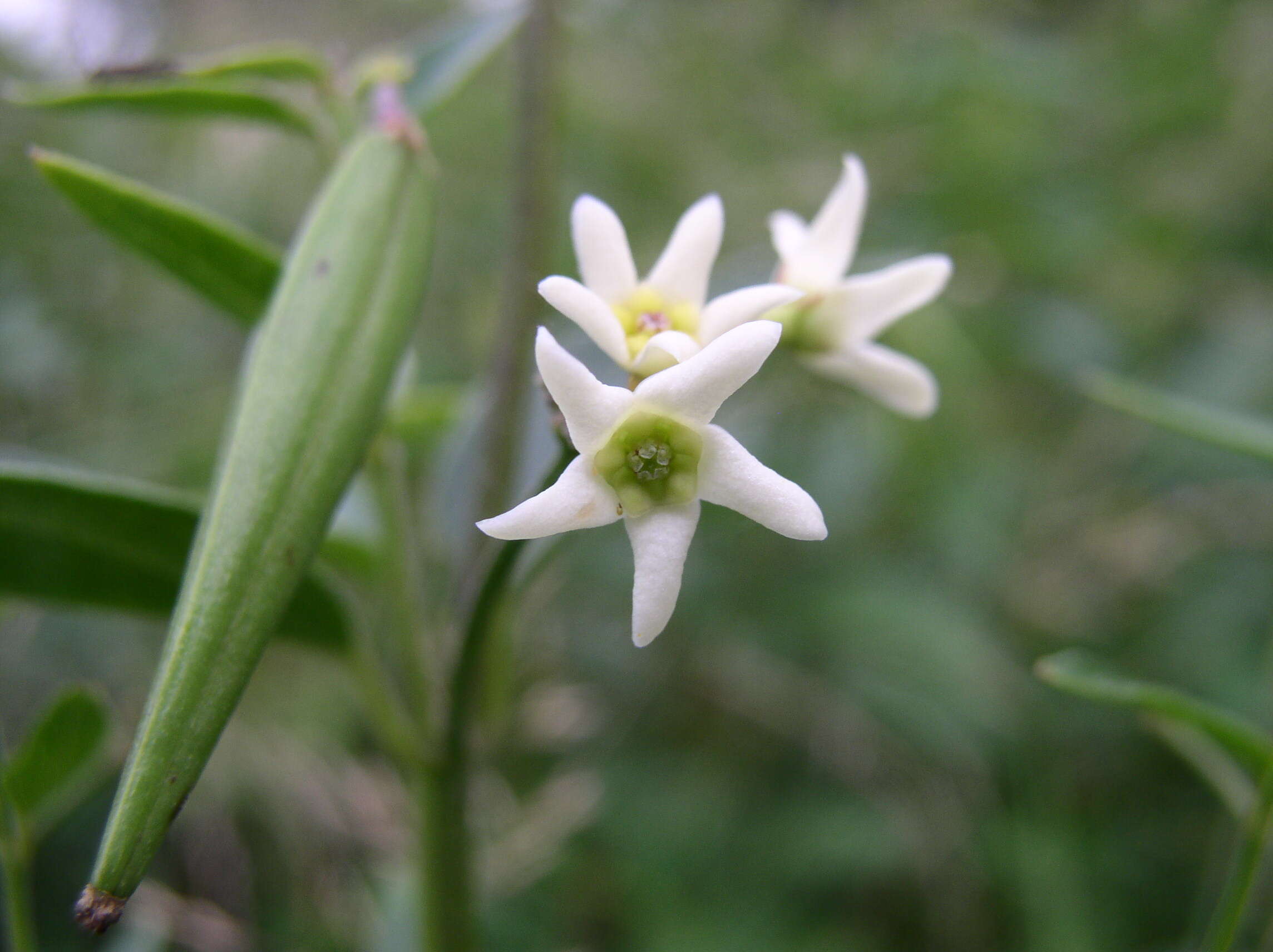 Image of common vincetoxicum