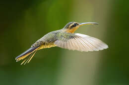 Image of Hook-billed hermit (hummingbird)