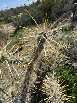 Image of Cylindropuntieae