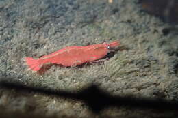 Image of <i>Caridina lanceifrons</i>