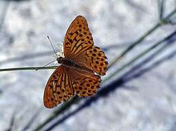 Imagem de Argynnis paphia Linnaeus 1758