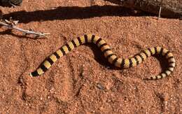 Image of Northern Desert Banded Snake