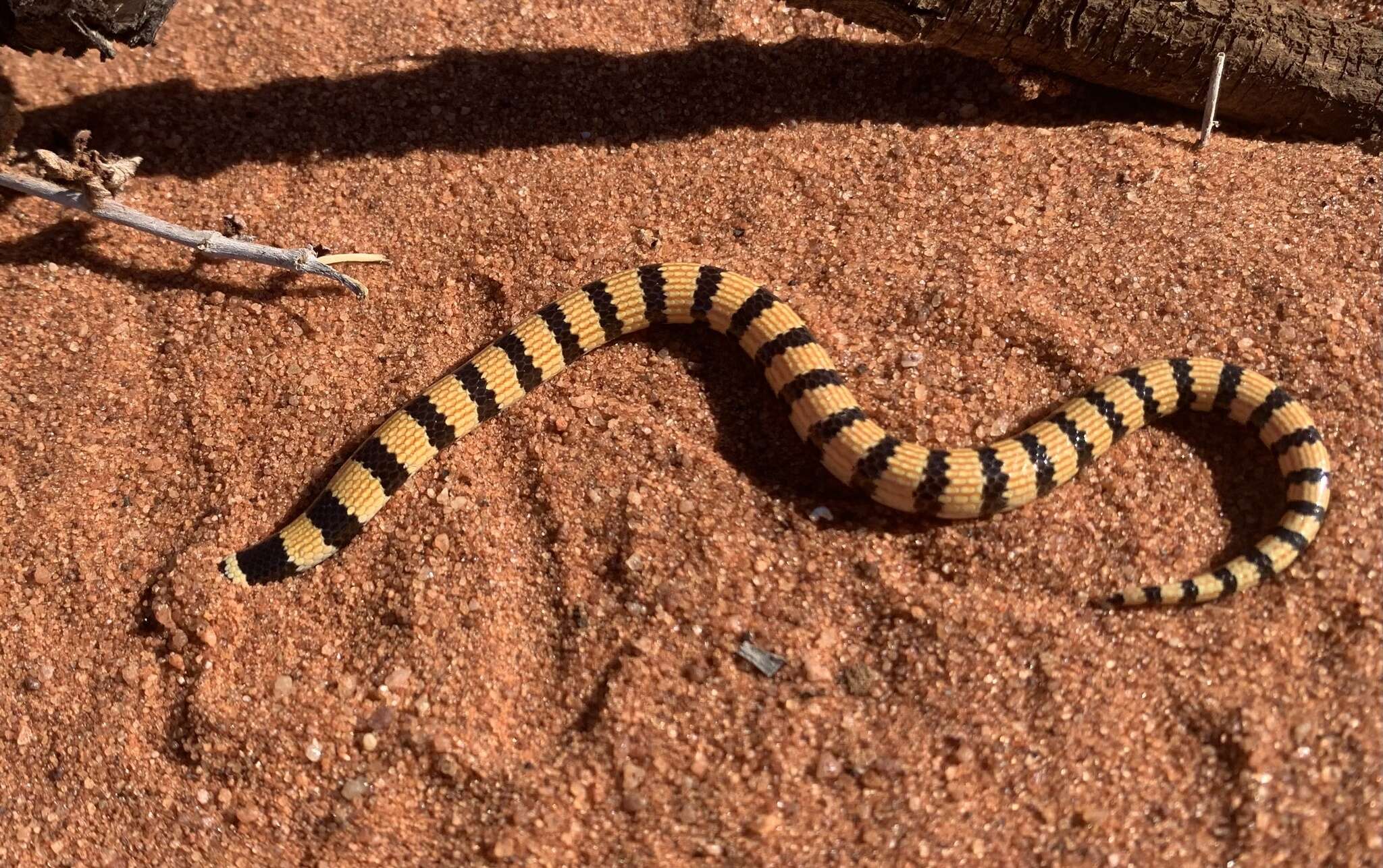 Image of Northern Desert Banded Snake