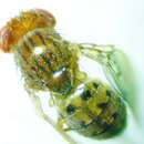 Image of Drosophila guttifera Walker 1849