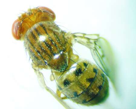 Image of Drosophila guttifera Walker 1849