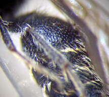 Image de Smicromyrme stepposa Lelej 1984