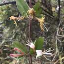 Image of Lonicera japonica var. chinensis (P. Watson) Baker