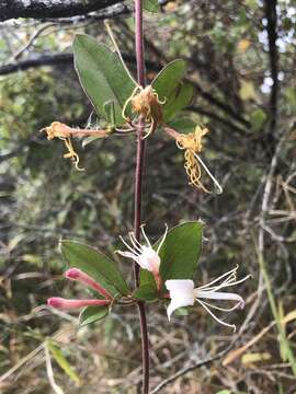 Image de Lonicera japonica var. chinensis (P. Watson) Baker