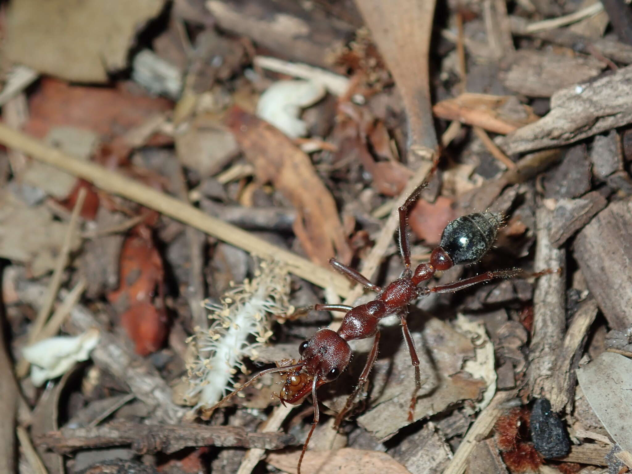 Image of Myrmecia comata Clark 1951