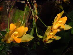 Image of Sweet scented Lycaste