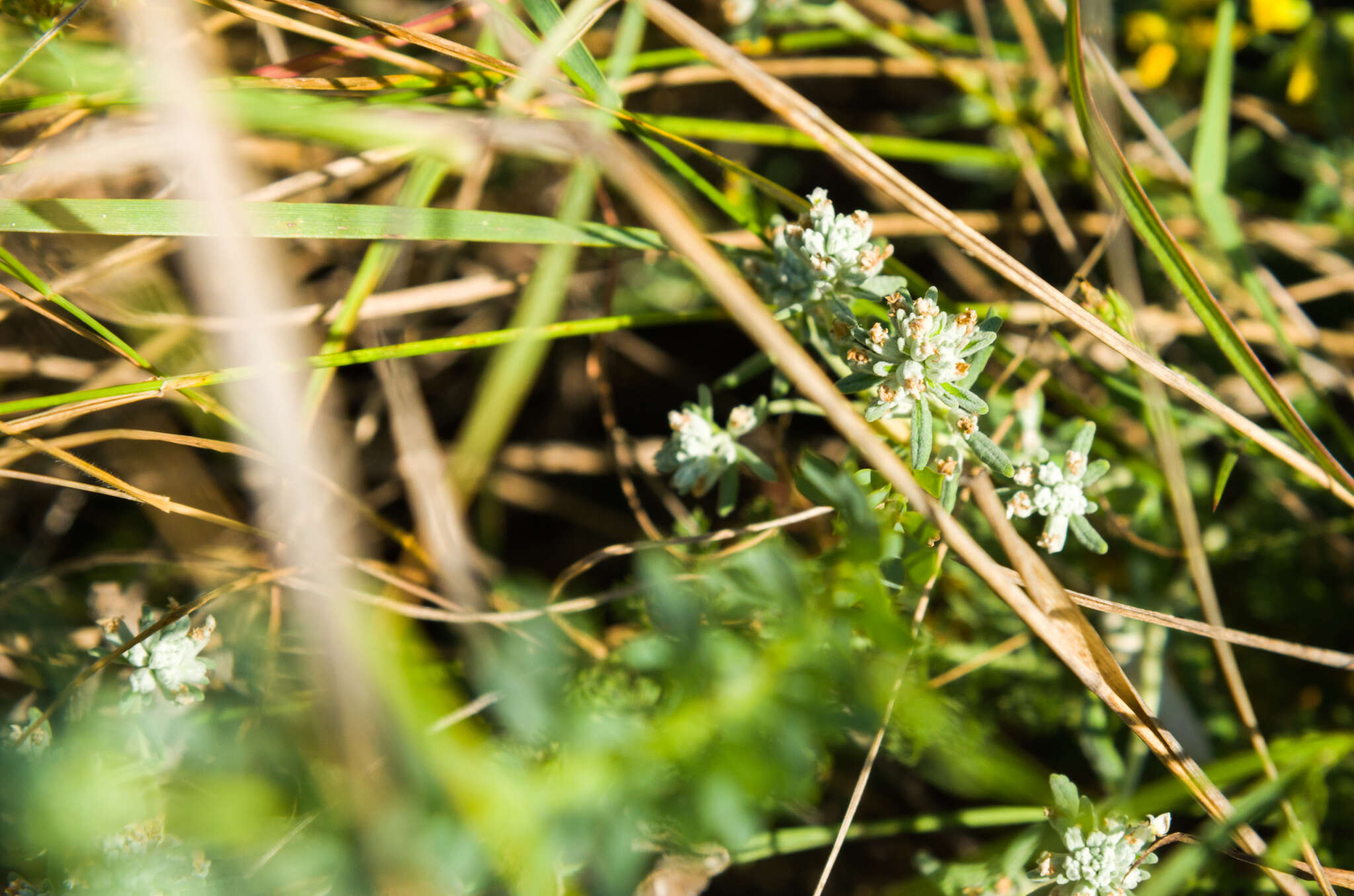 Sivun Teucrium polium L. kuva