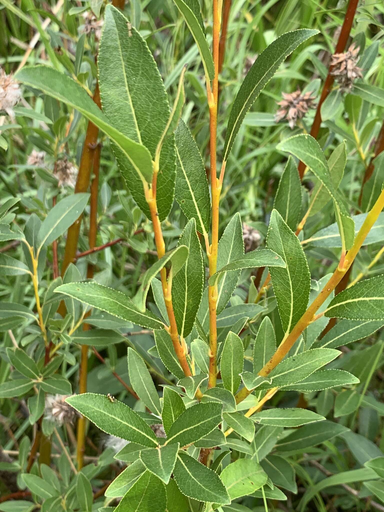 Image of Mccalla's Willow